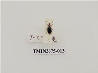 藏品(步行蟲(1))的圖片